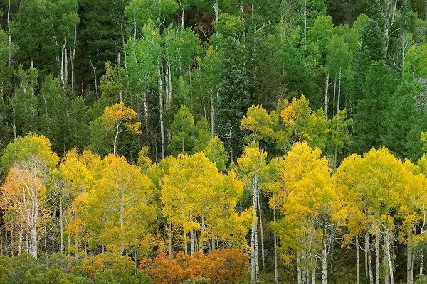 Colorado-San Juan Mountains Forest in autumn color